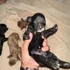 Cockapoo's Ready for Adoption Soon