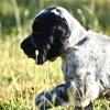 AKC English Cocker Spaniels