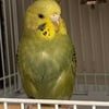 Two young male/female parakeet pair