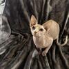 10 month old Cat for sale!
