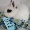 Purebred Netherland dwarf bunnies