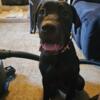 Female ICCF Cane Corso FEE REDUCED!!