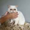 Exotic Shorthair Male - Cream Point