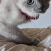 Blue point siamese