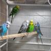 Male English budgies