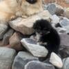 Your Pekingese Puppy Plug has 2 Baby Pekingese Elites Avail now!