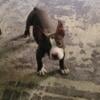 American bully female puppy 500 Cincinnati