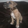 Selling puppys 600$ negotiational