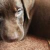 Akc Labrador retriever puppies