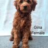 Mature, Imprint Trained, Mini Irish Goldendoodles!