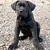 Cane Corso Puppy Male