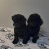 Toy poodle puppies