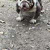 $600 Lilac English Bulldog For Stud