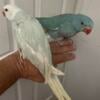 Indian ringneck Pichn