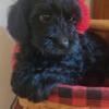 Cavapoo puppies, Male and Female