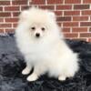 CKC Pomeranian: CHIEF