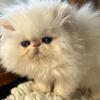 Himalayan Kittens of European roots