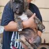 Bull Mastiff, Boxer, Bloodhound Mix Puppies