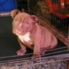 American bully pup available