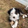 AKC Australian Shepherds 