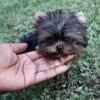 XXTiny Very Babydoll Yorkie Male