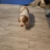 Akc registered brittany puppies