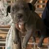 American Bullies Puppies