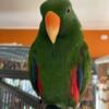 Male eclectus Hand tame