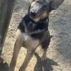 Blue female German Shepherd