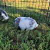 Holland Lop girl rabbit