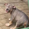 American Bully Puppies Steal Great price !