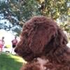 Miniature Labradoodle