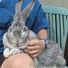 Rabbits: Flemish GIant, Lionhead, Holland Lop, Mini Rex