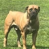 Male boerboel