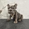 Big rope frenchie
