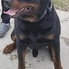 Re homing our Male Rottweiler