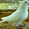 Fancy Pigeons for Sale - All Fancy Pigeons Breeds Available Late Fall 2021