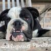 AKC English Bulldogs puppies