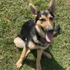 German Shepherd Female 8months old