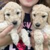 Yooper Golden doodles, LAnse Mi