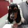 Sweet Basset hound girl