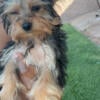 Female Yorkie !!