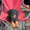 Doberman Pinscher Puppies registered  Euro/American