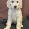 AKC Standard Poodle