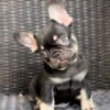 LCF: French bulldog puppy boy 1