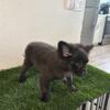 Mix Pomeranian puppies for sale