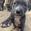G8 Classic Blue American Bully Male