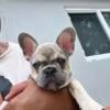 Adorable Frenchies looking for forever love