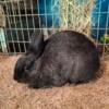 Giant Chinchilla, Polish, Thrianta, and Holland Lop Rabbits