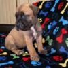 Cane corso puppies for sale located in Cleveland ohio